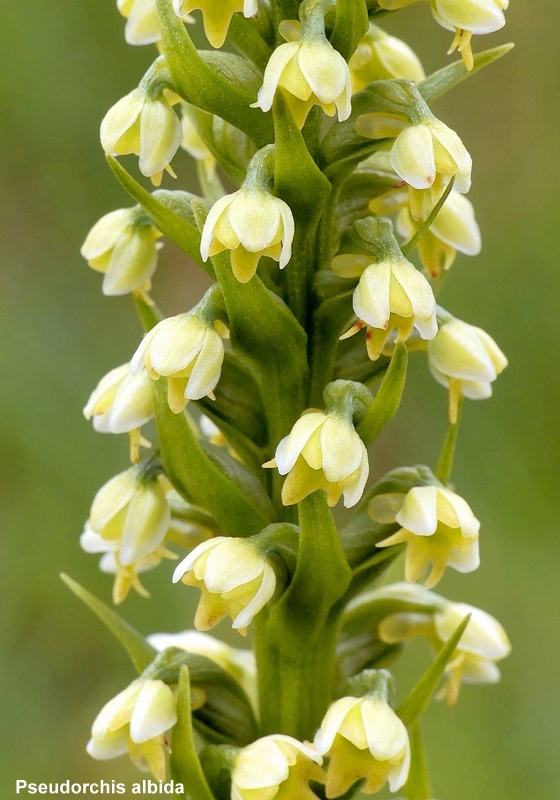 Nigritella cenisia e Nigritella rhellicani – Savoia francese   luglio 2023.